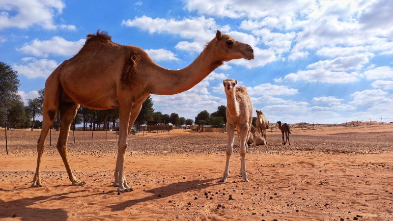 Desert Guardianship A Mother’s Gaze